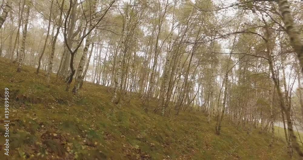Walking outdoor thru trees in woods forest with bad weather fog overcast day. 4k POV side nature shot