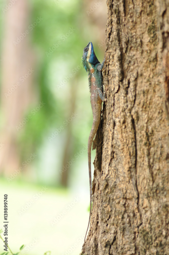 lizard on Tree, Thailand filed lizard on Tree, Thailand filed