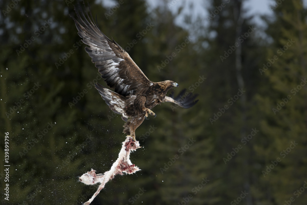 Fototapeta premium nature