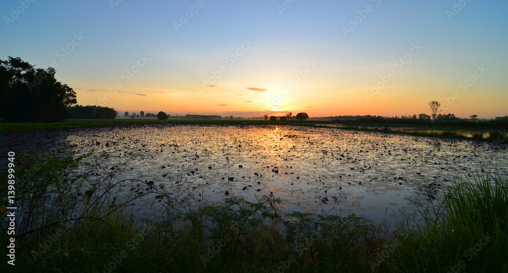 colorful sunset over a wetland, with some wheats in the foreground