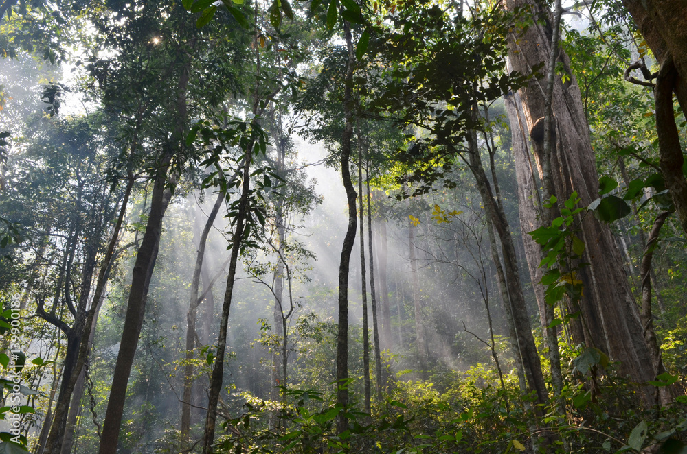 Fototapeta premium natural resource in tropical rain forest, Khao Yai National Park, Thailand