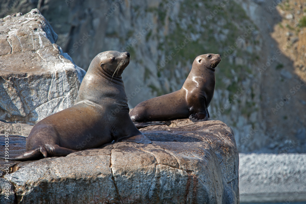 Fototapeta premium animal