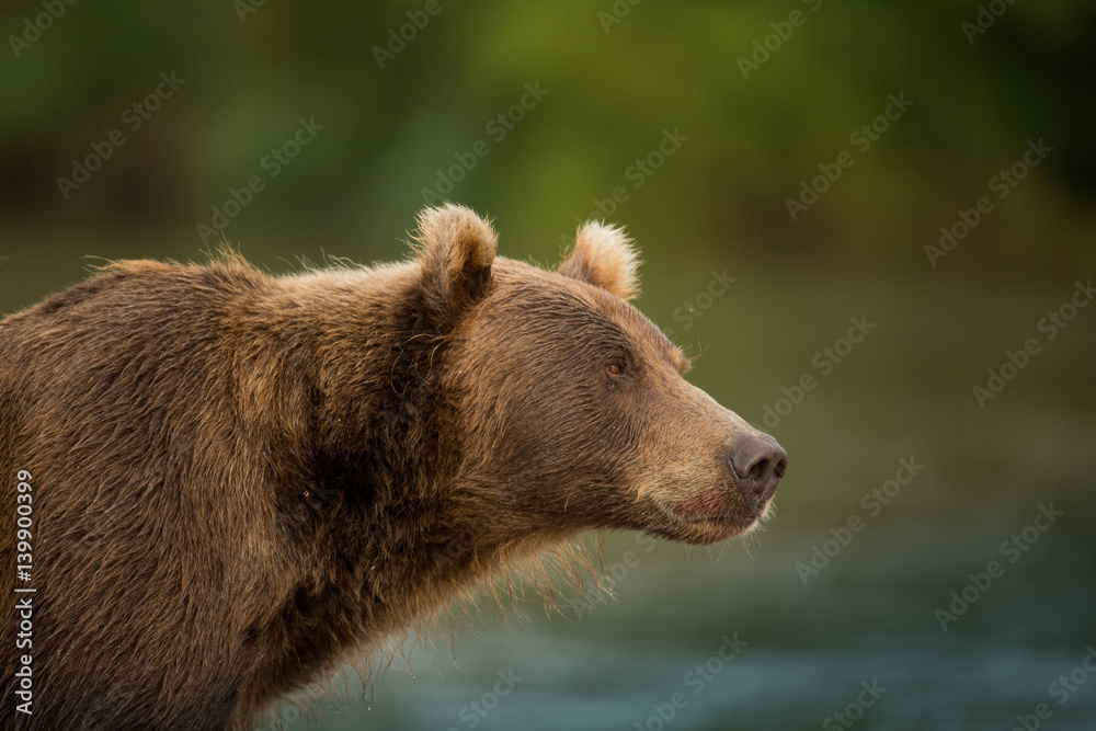 Obraz premium Animal