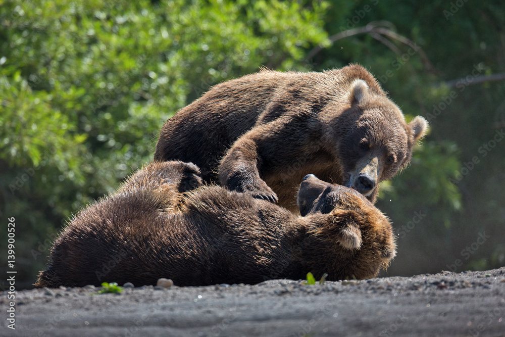 Obraz premium animal