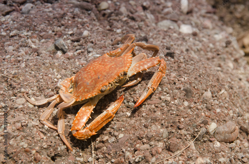 crap on stones sea crap on stones sea