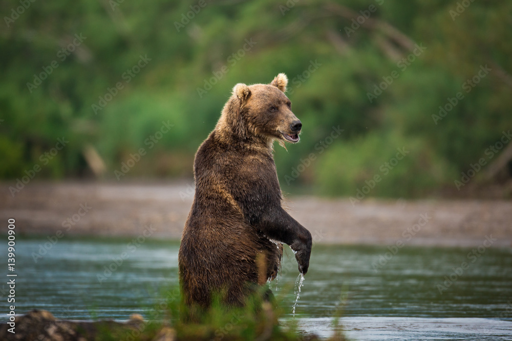 Obraz premium Animal