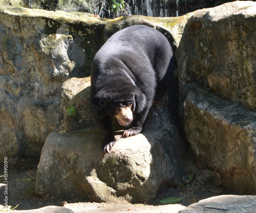Black bear in the park, zoo...