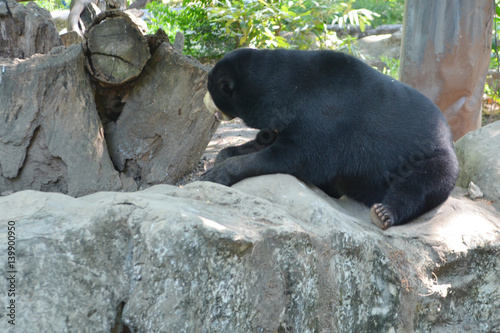 Black bear in the park, zoo...