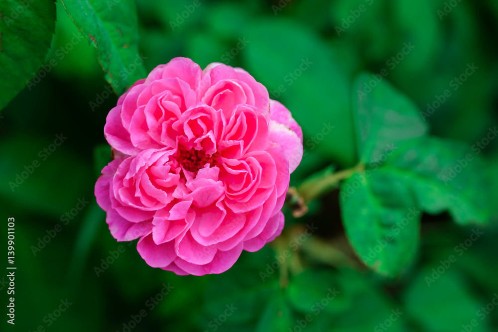 Colourful rose in sunny day in a park Colourful rose in sunny day in a park
