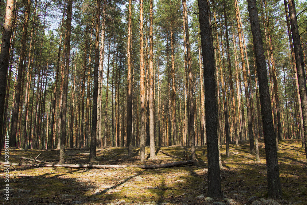 Obraz premium Pine forest in a nice summer day