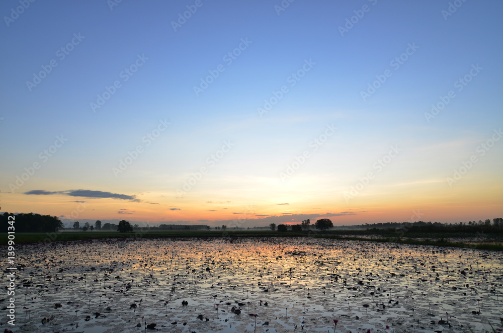 colorful sunset over a wetland, with some wheats in the foreground