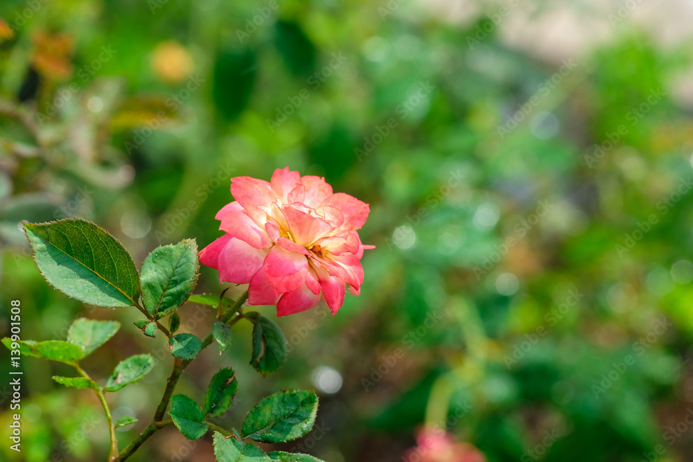 Naklejka premium rose with water drops in park