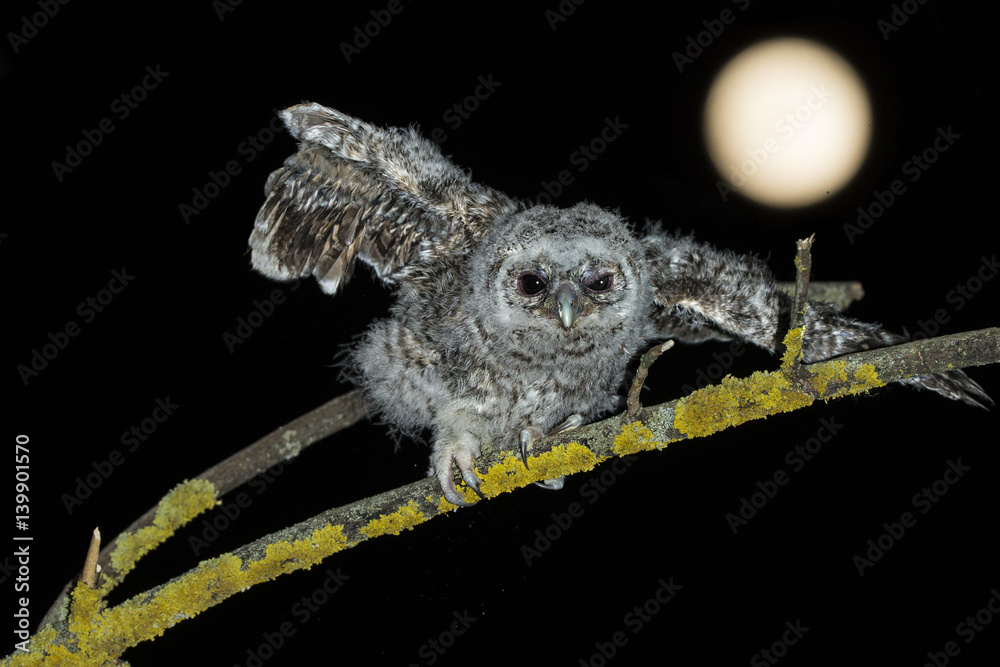 Fototapeta premium animal
