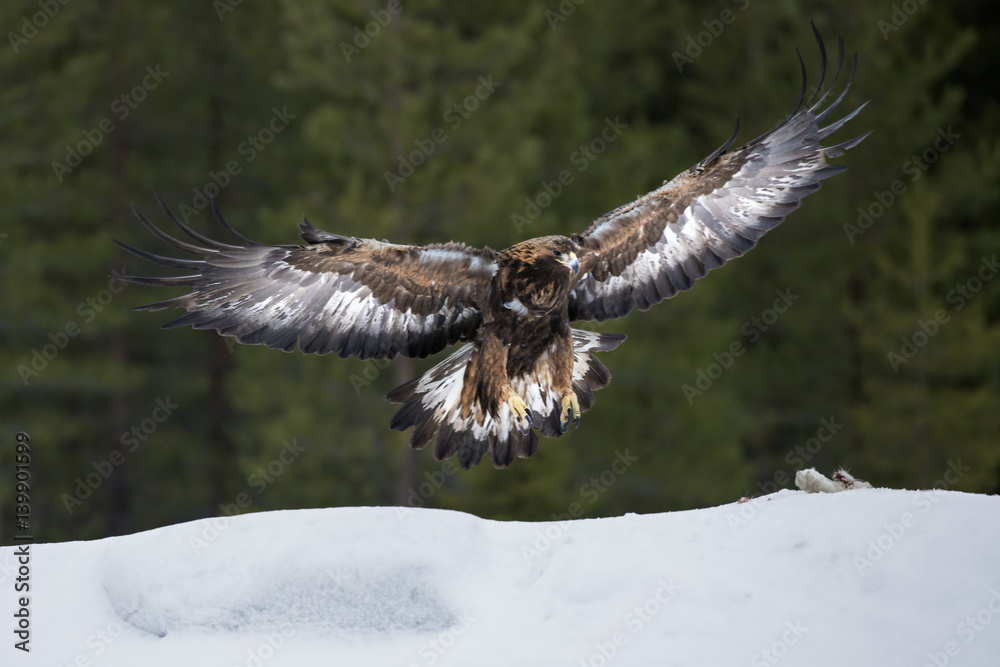 Obraz premium animal