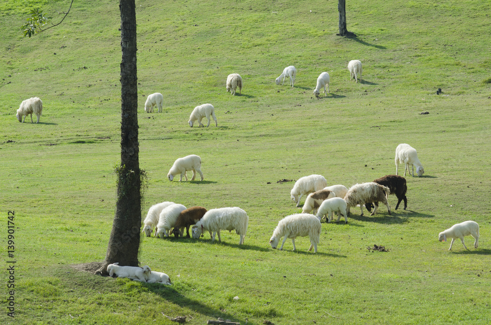 Obraz premium Sheep farm in South island, New Zealand.