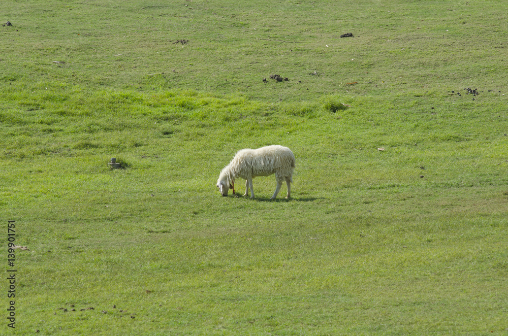 Cute funny sheep or lamb in green meadow Cute funny sheep or lamb in green meadow