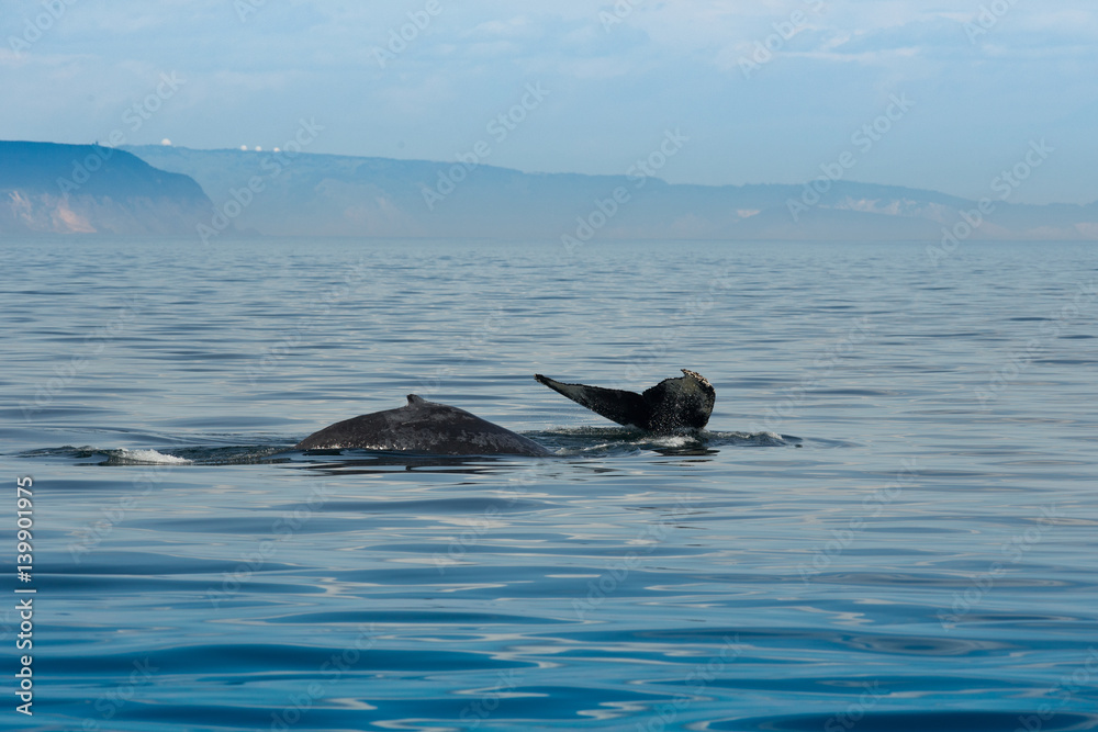 Fototapeta premium animal