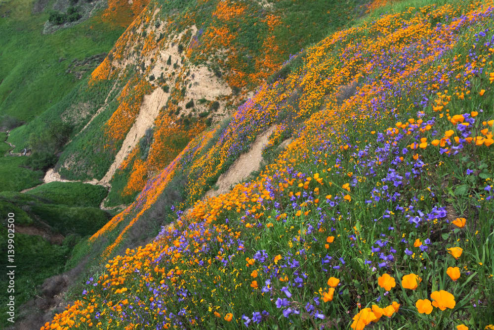 Fototapeta premium Kalifornia Złoty Mak i Facelia Minor kwitnący w Chino Hills State Park, Kalifornia