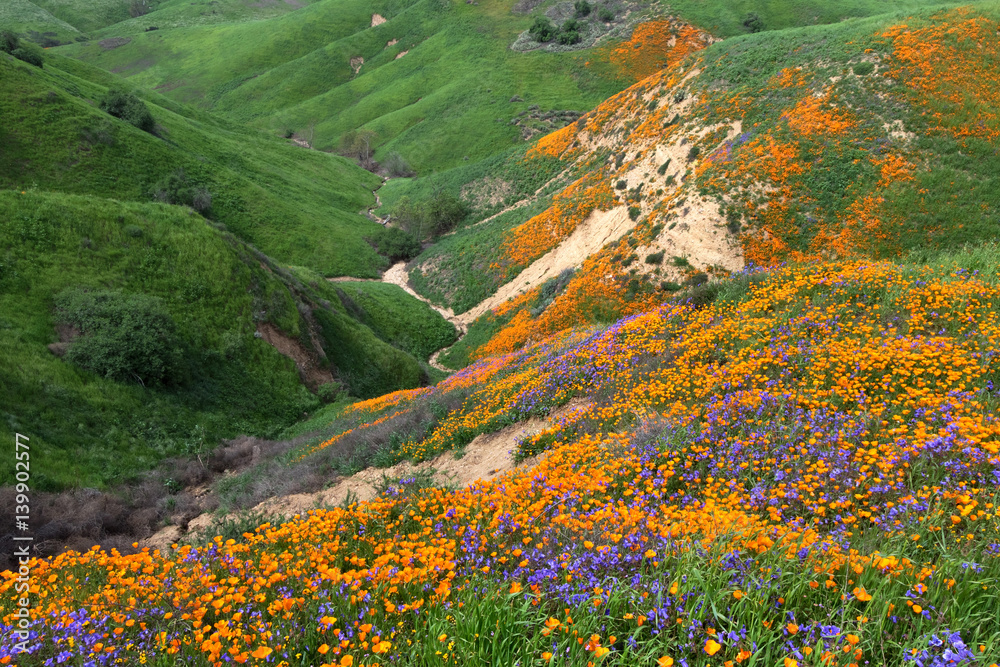 Naklejka premium California Golden Poppy and Phacelia Minor blooming in Chino Hills State Park, California
