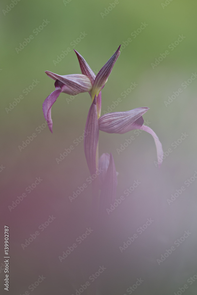 Obraz premium orchid