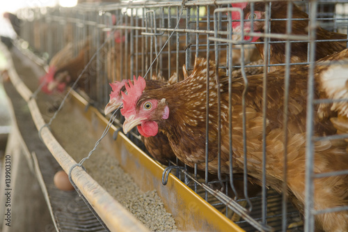 Eggs chicken farm