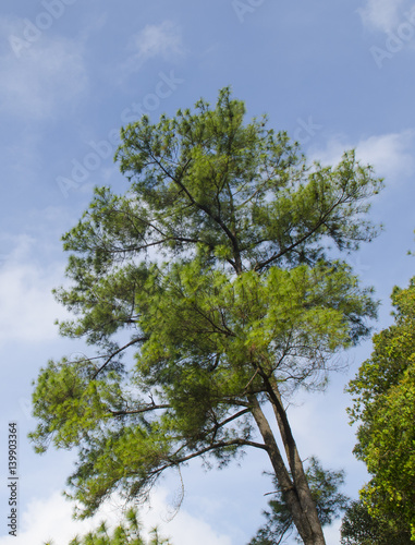 Pine trees in the forest with blue sky