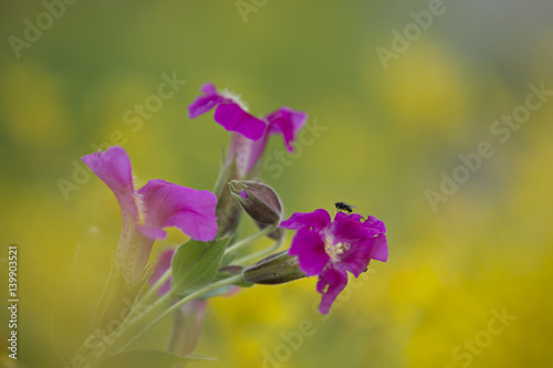 wild orchid photo