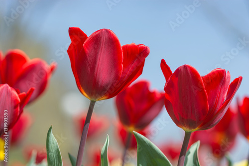 Amazing nature of red tulips under sunlight at the middle of summer or spring day landscape. Natural view of flower blooming in the garden on the blur background