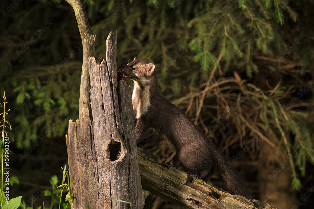 Obraz premium animal