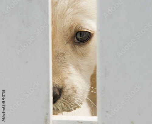 Golden retriever puppy dog