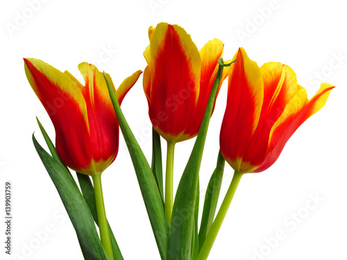 Yellow-red tulips isolated
