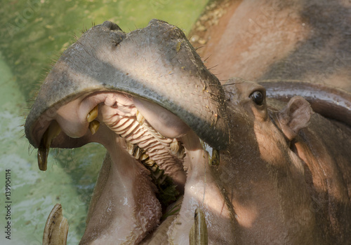Hippopotamus showing huge jaw and teeth © chokniti