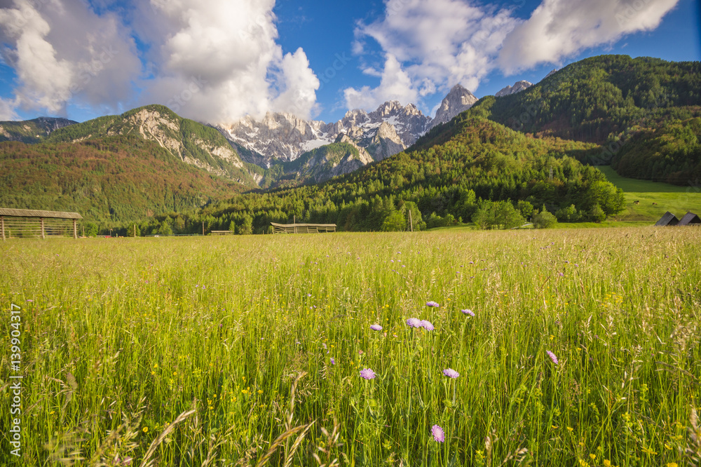 Obraz premium Alpine meadow in the Julian Alps in Slovenia