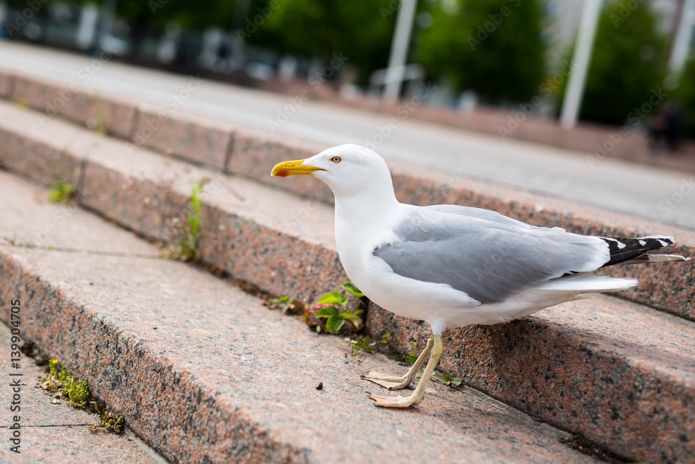 White sea gull on the granite city steps White sea gull on the granite city steps
