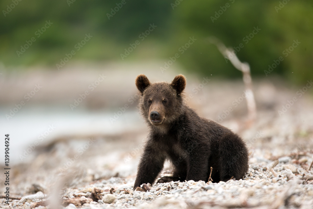 Fototapeta premium Animal