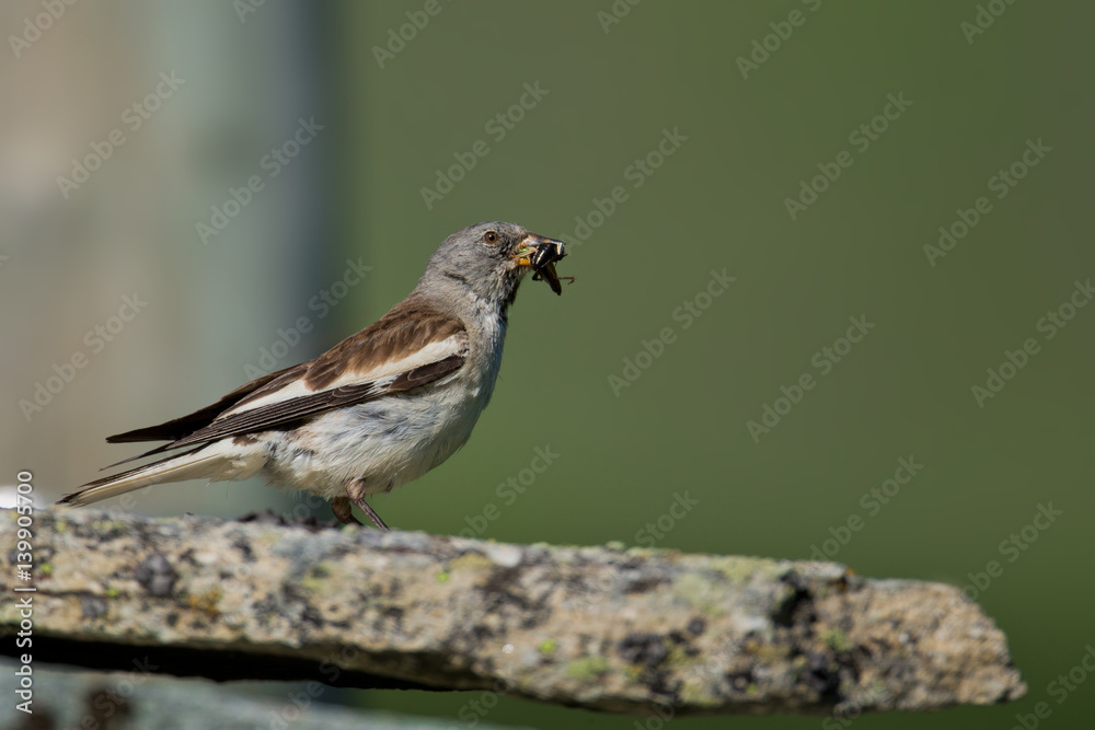 Fototapeta premium animal