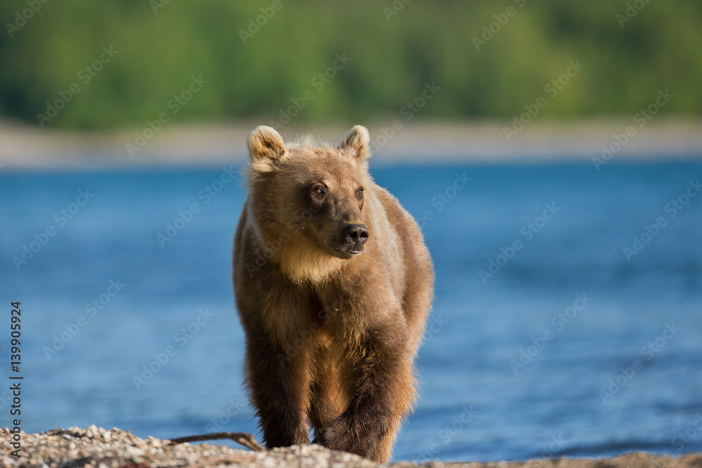 Obraz premium Animal