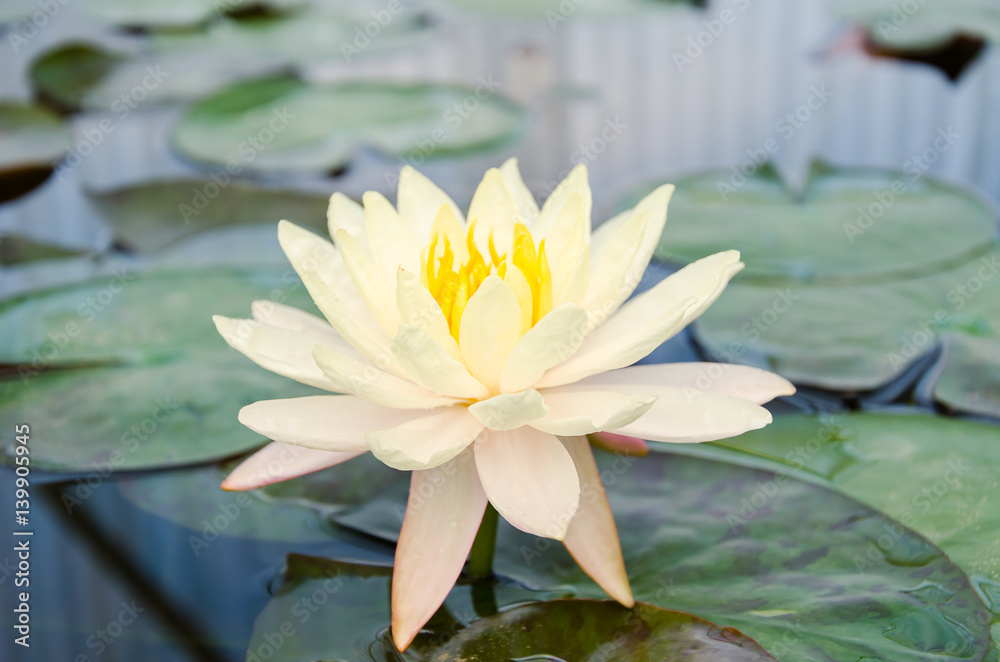 Yellow waterlily flower blossom in pond Yellow waterlily flower blossom in pond