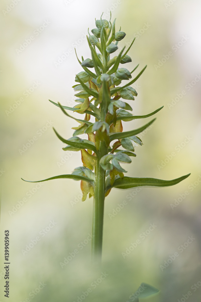 Naklejka premium wild orchid