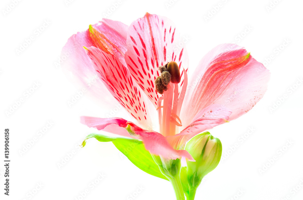 Alstroemeria on white background Alstroemeria on white background