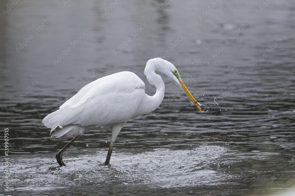 Obraz premium animal