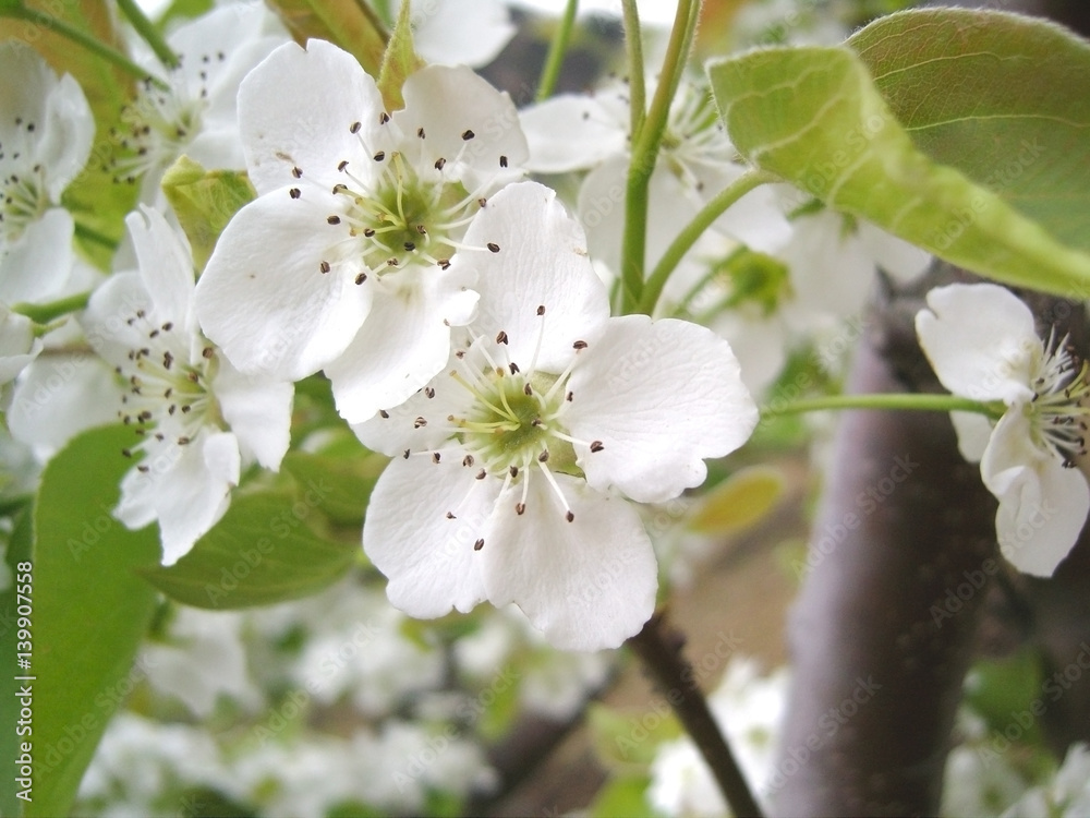 Fototapeta premium pear flowers