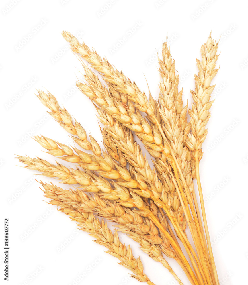 ripe wheat ripe wheat