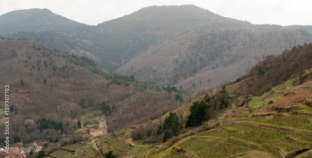 Vallée de la Weiss, ruines du château de schlossberg à Kaysersberg vignoble, Haut-Rhin, Alsace, Grans Est, France