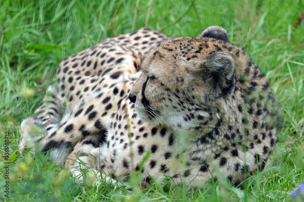 Gepard