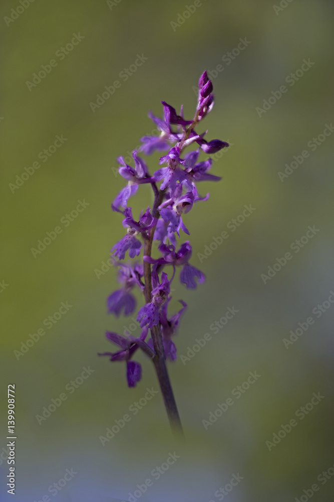 Obraz premium orchid