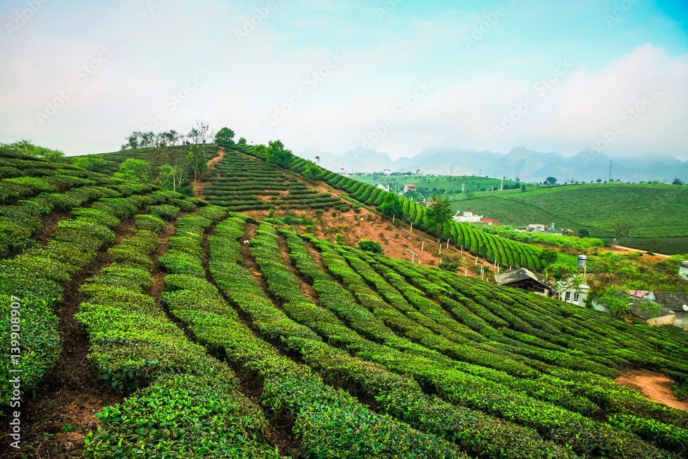 Beauty fresh green tea in sunrise, Moc Chau highland of Vietnam. Beauty highlands in sunrise landscapes.