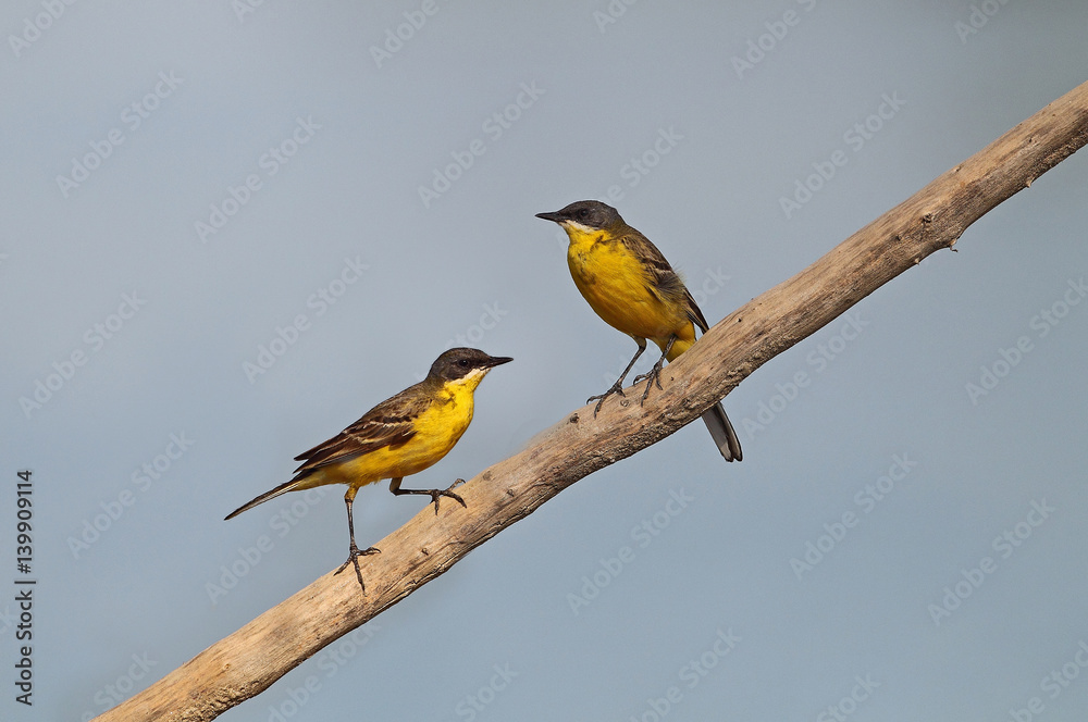 Fototapeta premium animal