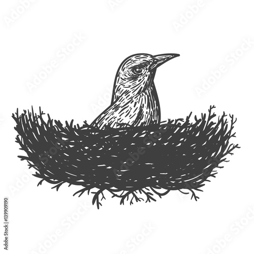 Bird in nest isolate on white background. Vector illustration in vintage style. photo