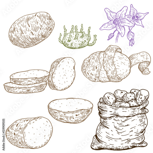 Set of vector hand drawn ripe potatoes. Natural eco food engraved vintage style illustration. Design for branding package, textile.